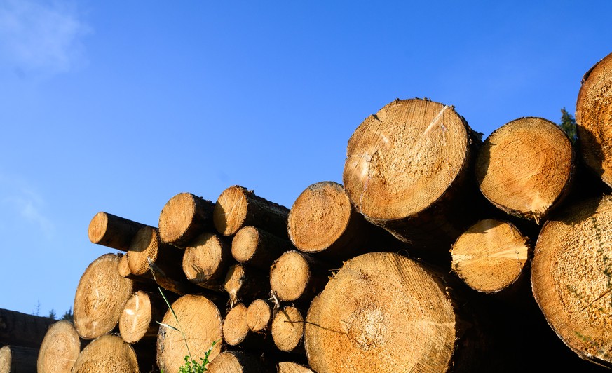 Im EU-Parlament wurde jetzt darüber abgestimmt, ob Holz in Anbetracht der Klimakrise weiterhin als Biomasse gelten kann.