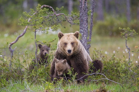 Europäischer Braunbär Ursus arctos Mutter mit Jungtieren, Finnland *** European brown bear Ursus arctos mother with cubs, Finland Copyright: xWillixRolfesx BIA156213