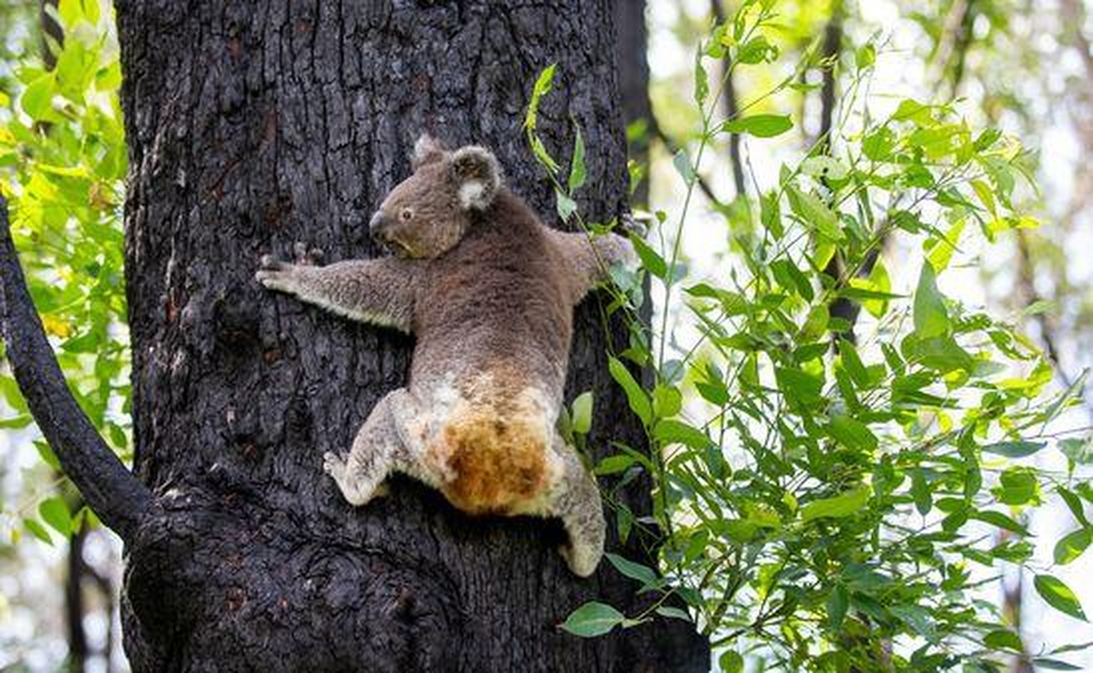 Koala-Weibchen Anwen hat sich von ihren Brandverletzungen erholt und ist wieder in Freiheit.