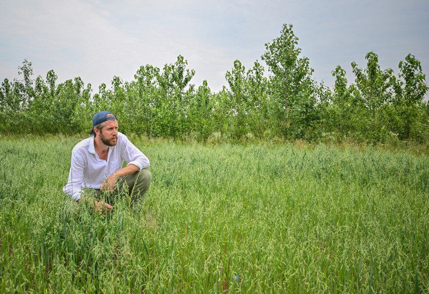 PRODUKTION - 22.06.2023, Brandenburg, Alt Madlitz: Benedikt Bˆsel, Landwirt, Unternehmer, Agrarˆkonom, ist auf einer Agroforstfl‰che mit einem Haferfeld. (zu dpa: ´Kein Acker ohne Baum? Landwirte woll ...