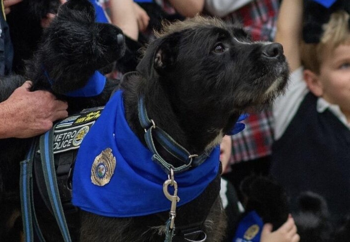 Die Superkraft von Sergeant Bo: Trost spenden.