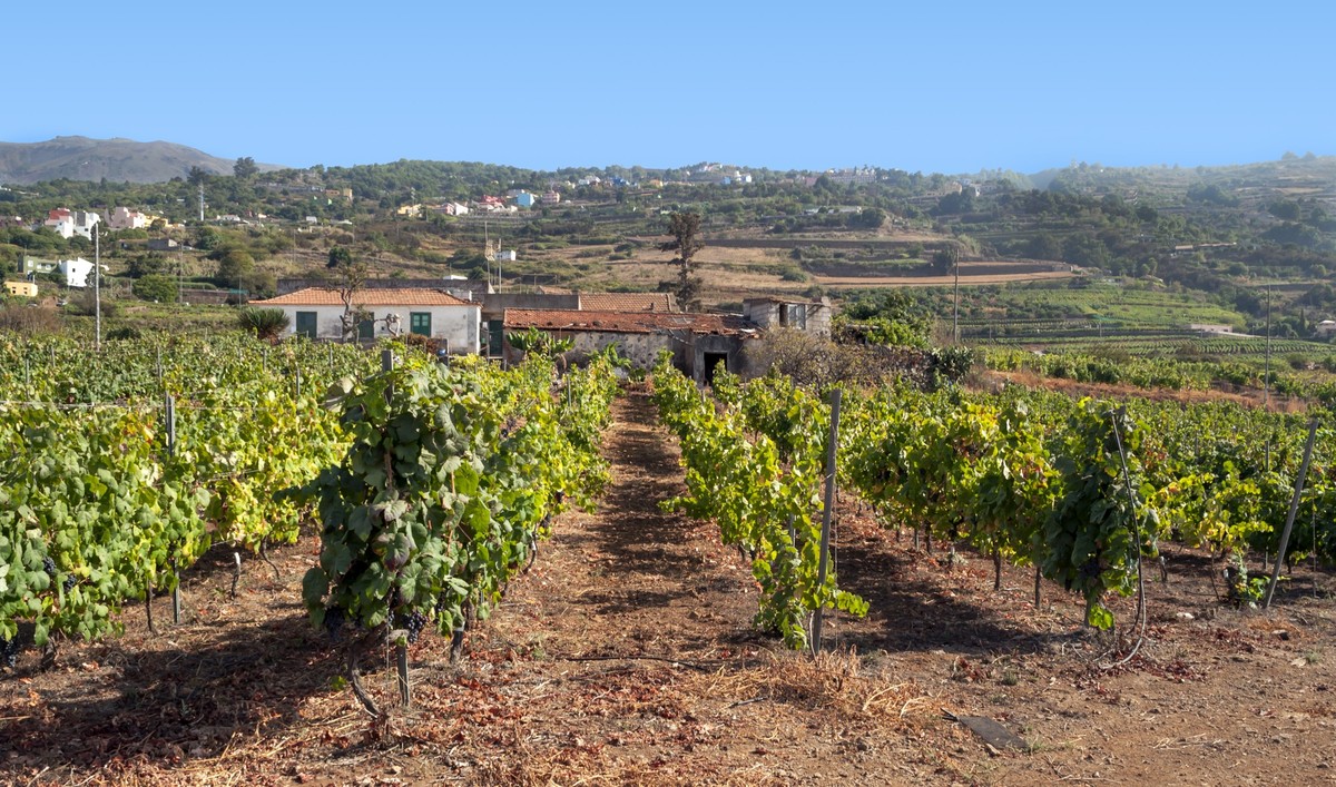 Vineyards on the island of Tenerife in Spain