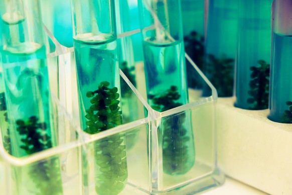 sea grapes and simple plant experiments biology in the laboratory, Biodiesel experiments from green plants