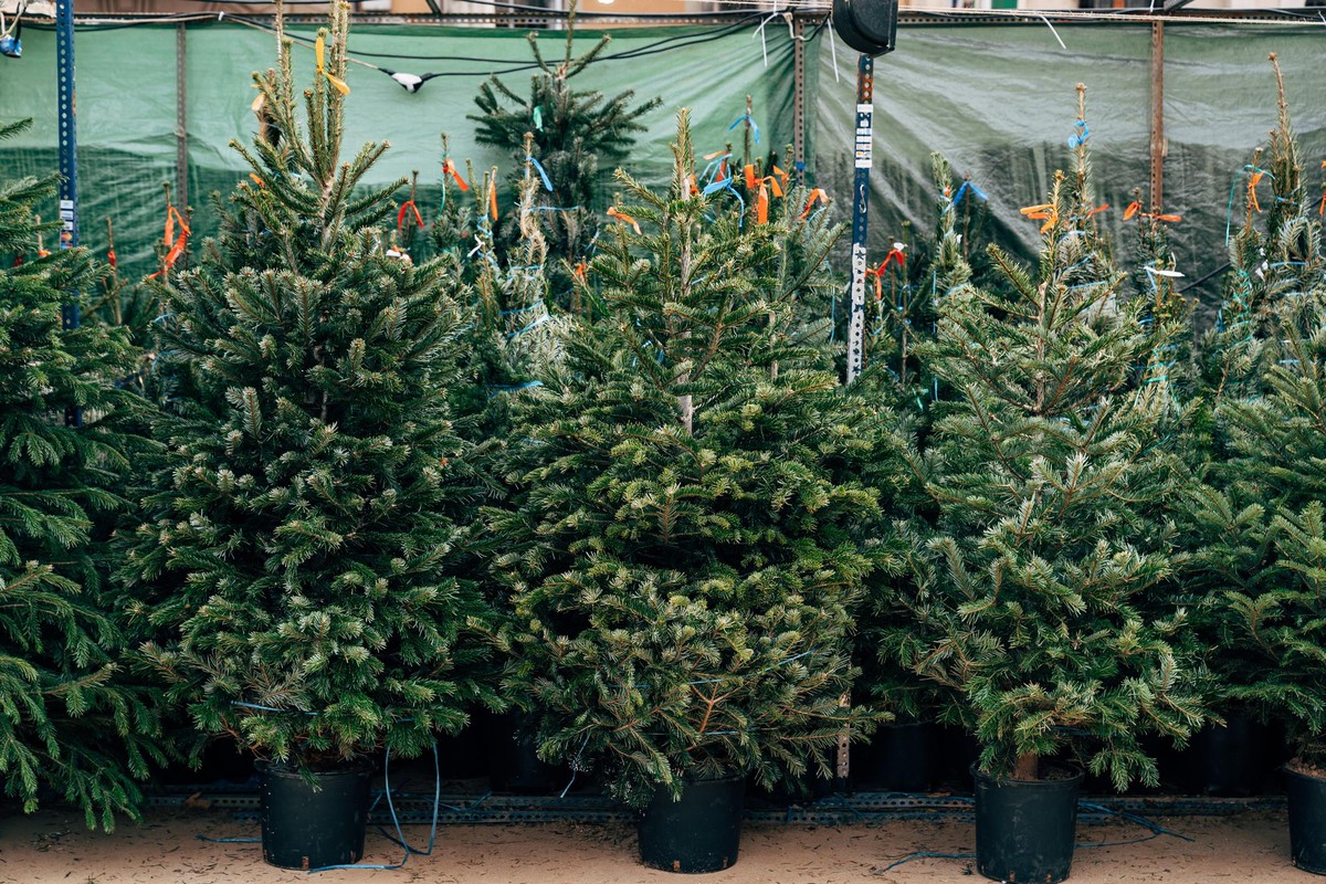 Sale of Christmas trees. Beautiful Christmas trees in pots are sold at Christmas market.