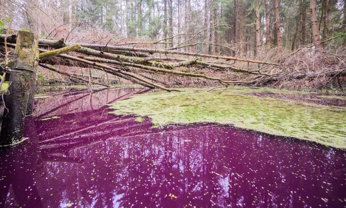 10.01.2023, Niedersachsen, Sibbesse: Purpurfarben schimmert das Wasser in einem kleinen Teich im Hildesheimer Wald bei Sibbesse. Experten vom Niedersächsischen Landesbetrieb für Wasserwirtschaft, Küst ...