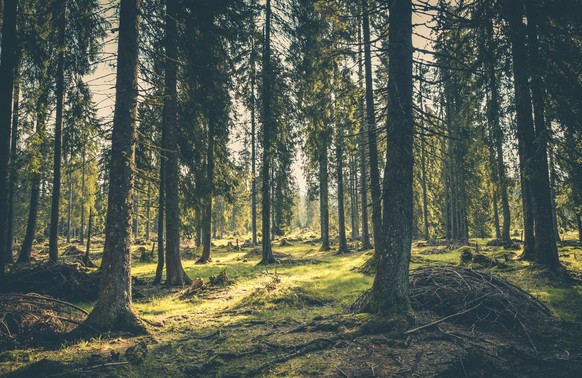 Um verursachtes CO2 zu kompensieren, investieren Firmen in Zertifikate für beispielsweise Waldschutzprojekte.