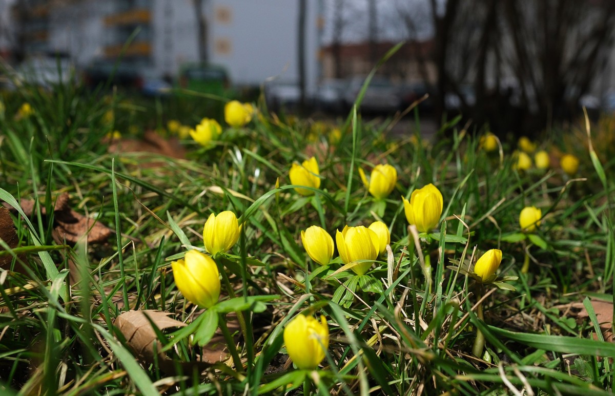 03.02.2024, Sachsen, Leipzig: Winterlinge (Eranthis) blühen in einem Vorgarten. In den nächsten Tagen erwarten die Meteorologen mildes aber trübes Wetter. (zu dpa: «Neue Woche startet mild und vielero ...