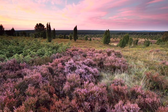 pink heather flowers on hills at sunset, Wilsede, Luneburger heide, Germany