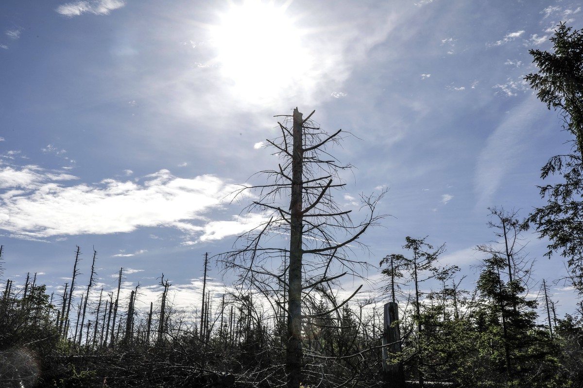 Waldsterben Oderbrueck, 17.07.2022 - Abgestorbene Fichten, durch Befall von Borkenkaefern. Hitze, Trockenheit, Stuerme und Klimawandel haben die deutschen Waelder stark beschaedigt. Oderbrueck Nieders ...