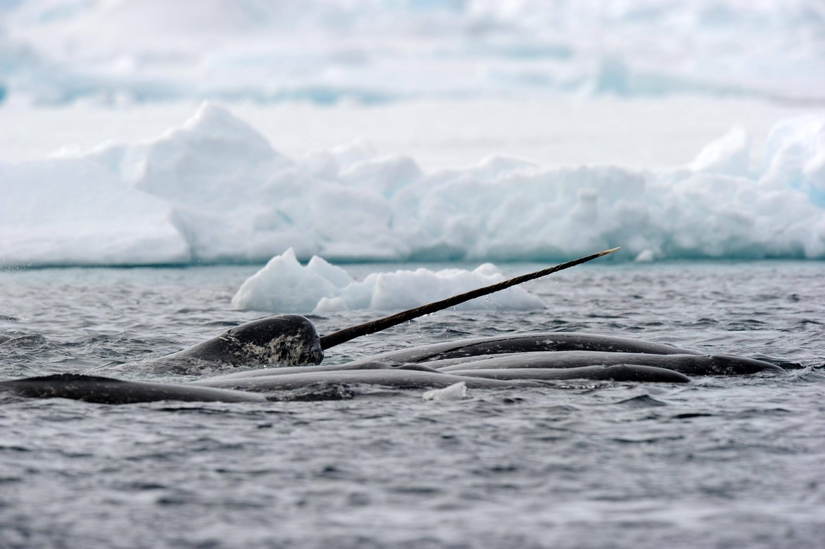 Narwale, die durch Packeis schwimmen Monodon monoceros, Baffin Island, Nunavut, Kanada, Nordamerika *** Narwhals swimming through pack ice Monodon monoceros , Baffin Island, Nunavut, Canada, North Ame ...