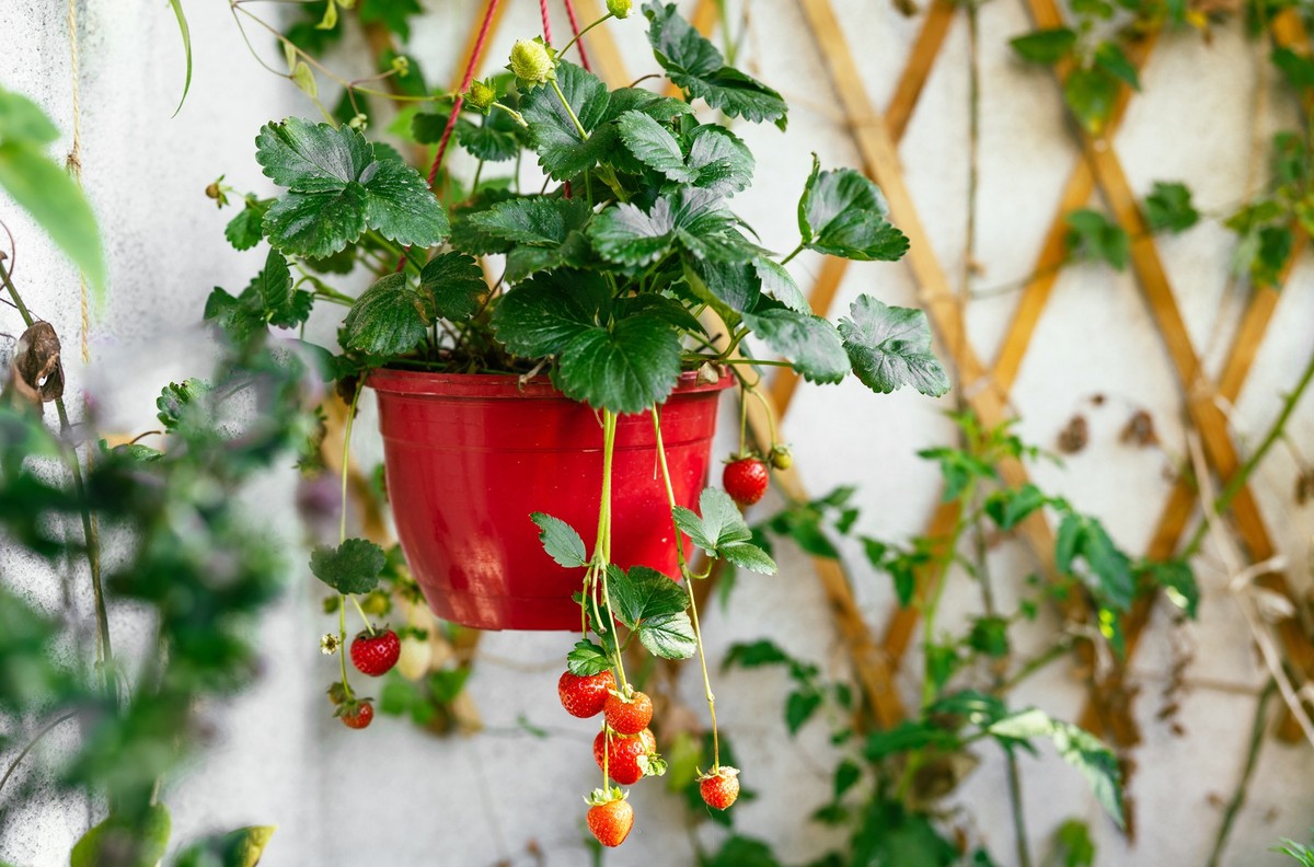Growing organic strawberries on balcony at home. Ripe strawberry bushes in pot. Urban gardening concept