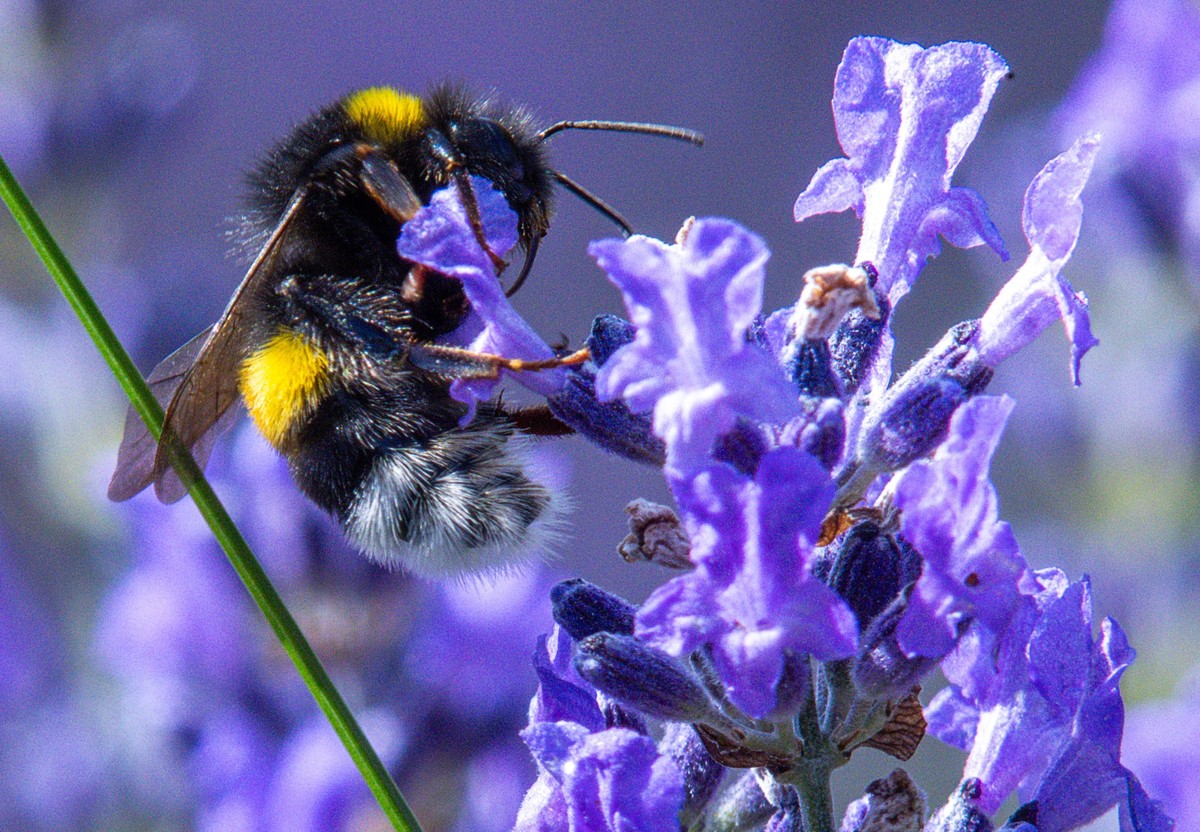 ARCHIV - 28.06.2024, Mecklenburg-Vorpommern, Dreilützow: Eine Hummel sammelt Nektar in den Blüte einer Lavendelpflanze. (zu dpa: «35.000 Hummeln beobachtet - Rekordbeteiligung») Foto: Jens Büttner/dpa ...