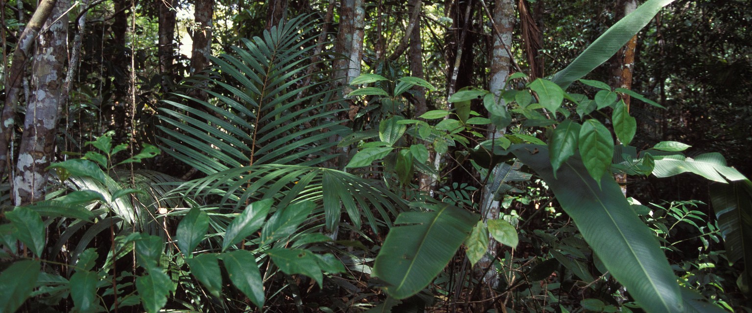Tropical Forest in Pantanal near Manaus Brazil PUBLICATIONxINxGERxSUIxAUTxONLY