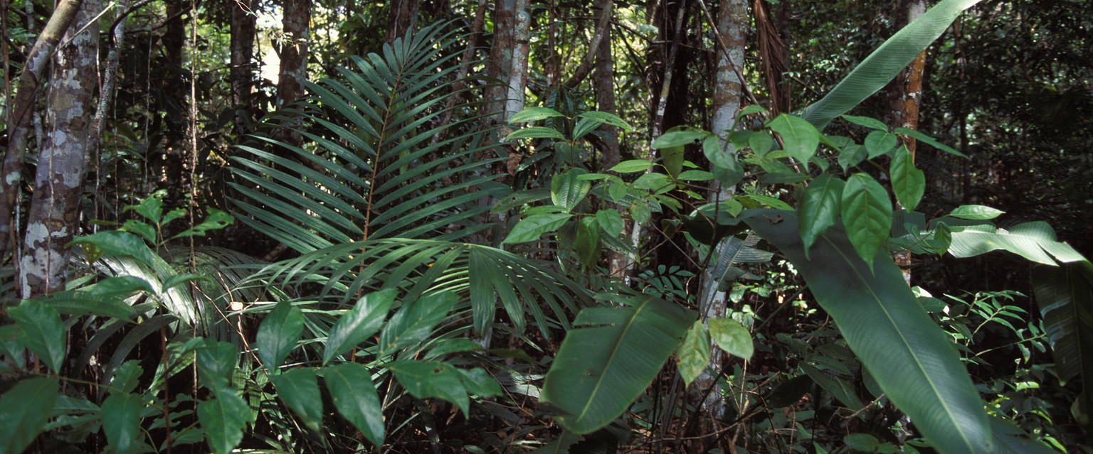 Tropical Forest in Pantanal near Manaus Brazil PUBLICATIONxINxGERxSUIxAUTxONLY