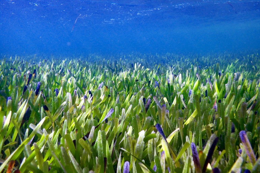 HANDOUT - 07.08.2019, Australien, Shark Bay: Seegrasteppich von Posidonia australis in der Shark Bay, Westaustralien. Forscher in Australien haben die vermutlich größte Pflanze der Welt entdeckt: Der  ...