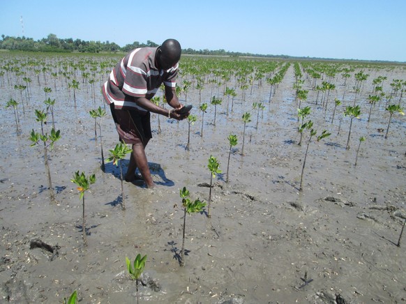 Mangrovenbäume werden im Senegal gepflanzt – wer sie "gekauft" hat, bekommt ein Foto vom Setzling.