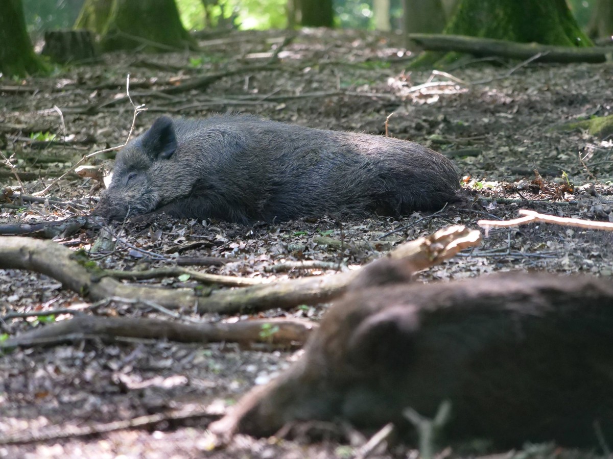 Wildschwein in freier Natur im Fruehling Wildschwein in freier Natur *** Wild boar in the wild in spring Wild boar in the wild