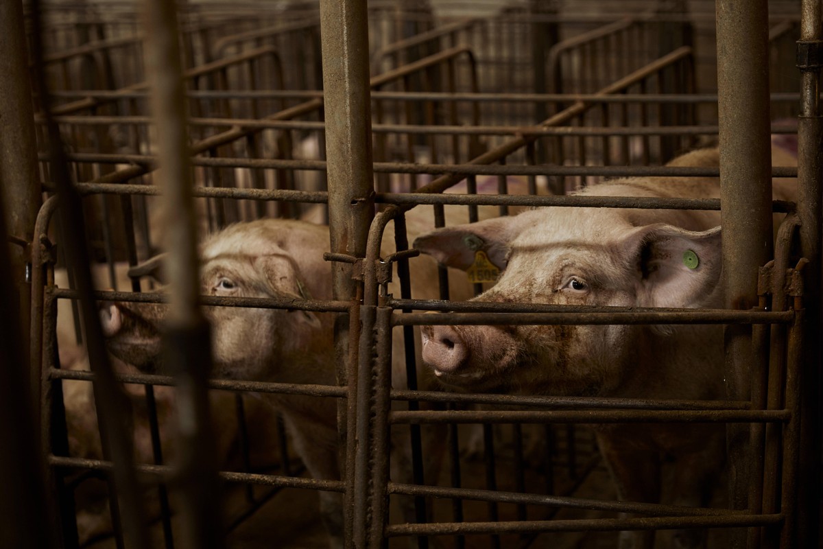 Pigs looking away in pen property released ACPF01095