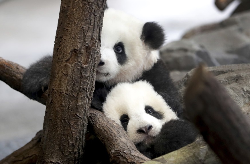 Die Pandas im Zoo Berlin. 