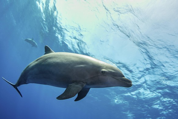 Delfine sind schon faszinierende Tiere.