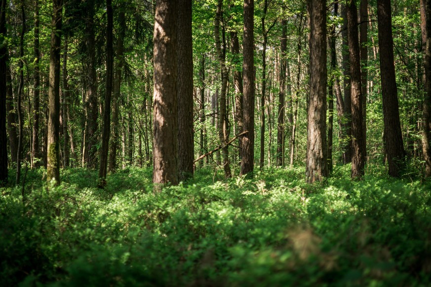 Sunlight in thick forest in upper palatinate