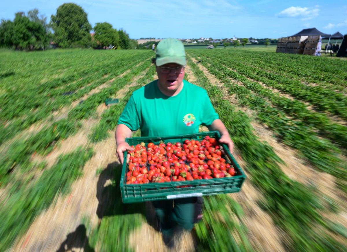 27.05.2025, Sachsen, Seelitz: Erdbeeren werden zum Start in die Saison auf einem Feld der Obstgut Genossenschaft Seelitz geerntet. Die Obstbauern rechnen nach dem Krisenjahr 2024 mit extremen Frostsch ...