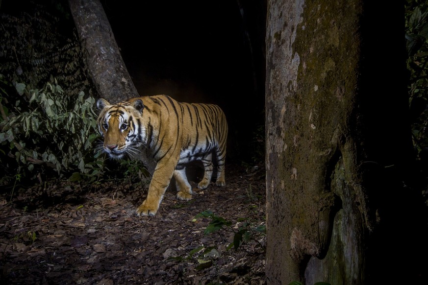 Nepal hat seine Population frei lebender Tiger in rund einem Jahrzehnt fast verdreifacht.