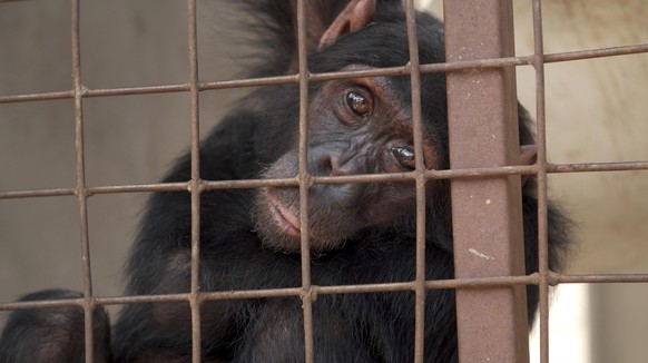 Ein Schimpanse sitzt hinter Gittern in der Samutprakarn Crocodile Farm in Bangkok.