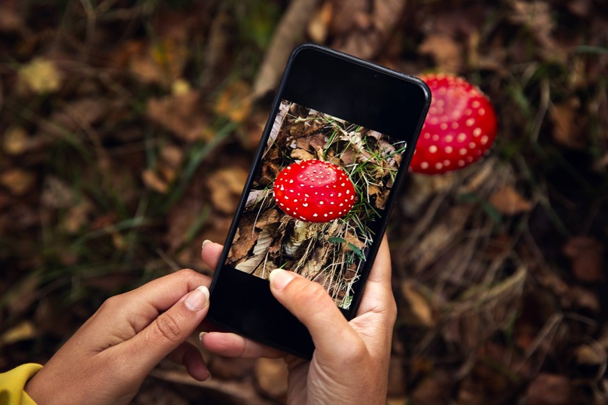 Female hands taking a picture to a mushroom Copyright: xErikxReisx-xIKOstudiox 32904026