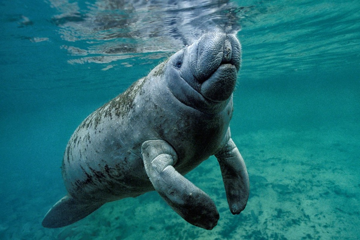 West Indian Manatee, Trichechus manatus. (Photo by: Kike Calvo/Universal Images Group via Getty Images)
