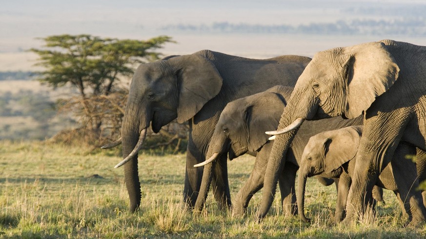 Fühlen sich in Kenia wieder richtig wohl: Elefanten.