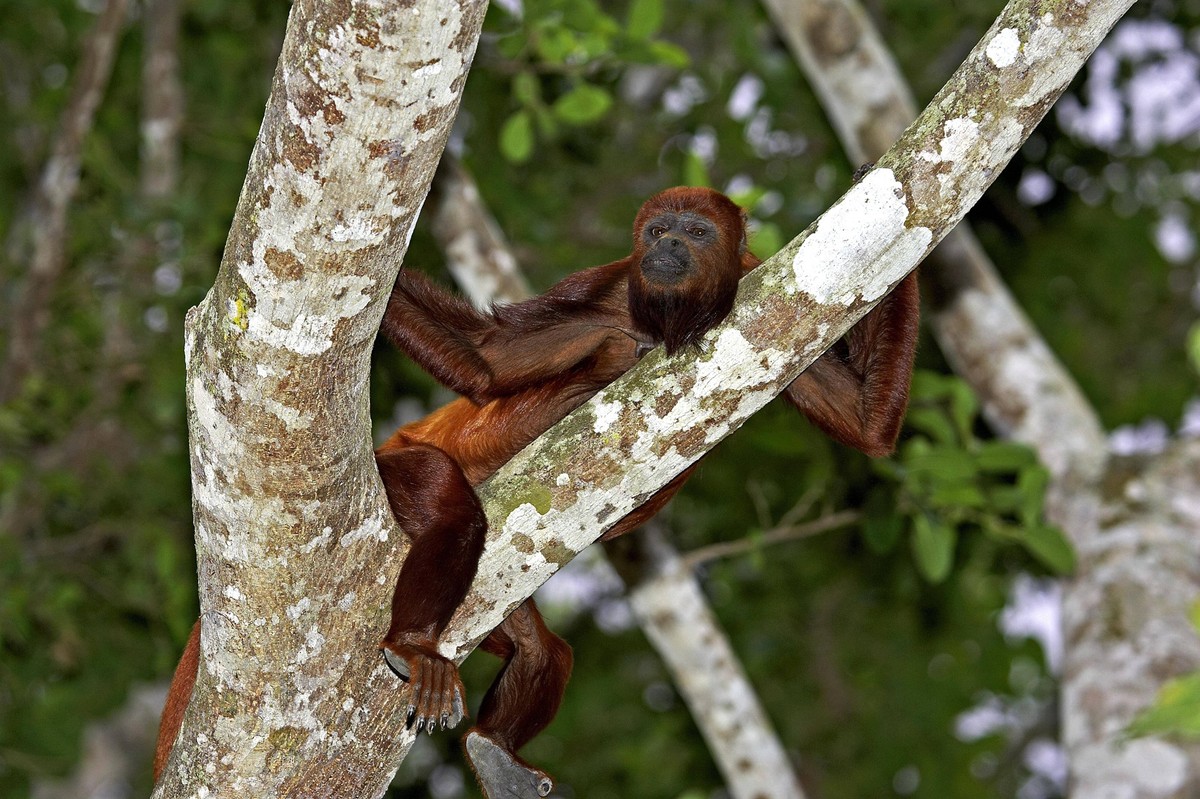 Roter Brüllaffe alouatta seniculus, adult im Baum stehend, Los Lianos in Venezuela *** Red Brüllaffe Alouatta seniculus , Adult at Tree standing, Los LIANOS in Venezuela Copyright: imageBROKER/G.xLacz ...
