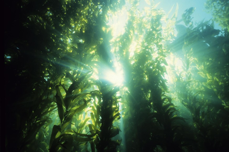 majestic underwater forest of kelp, CALIF