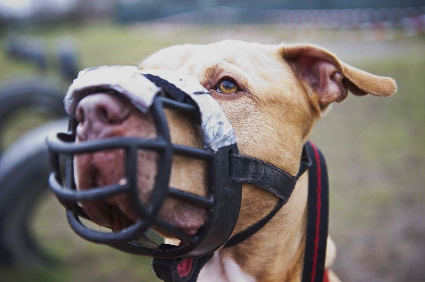 Listenhund Skrek steht am 04.02.2016 auf einem Übungsplatz des Tierheims in Berlin. Das Gesetz über das Halten und Führen von Hunden in Berlin ordnet Shrek als sogenannten Listenhund ein. Als Stafford ...