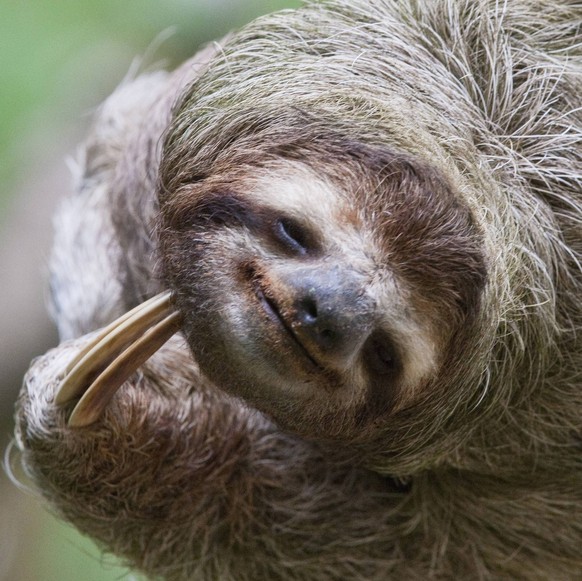 A Brown-Throated Sloth (Bradypus variegatus) scratches its neck with its distinctive claw. Corcovado National Park, Costa Rica PUBLICATIONxINxGERxSUIxAUTxONLY Copyright: xJimxGoldsteinx/xDanitaxDelimo ...