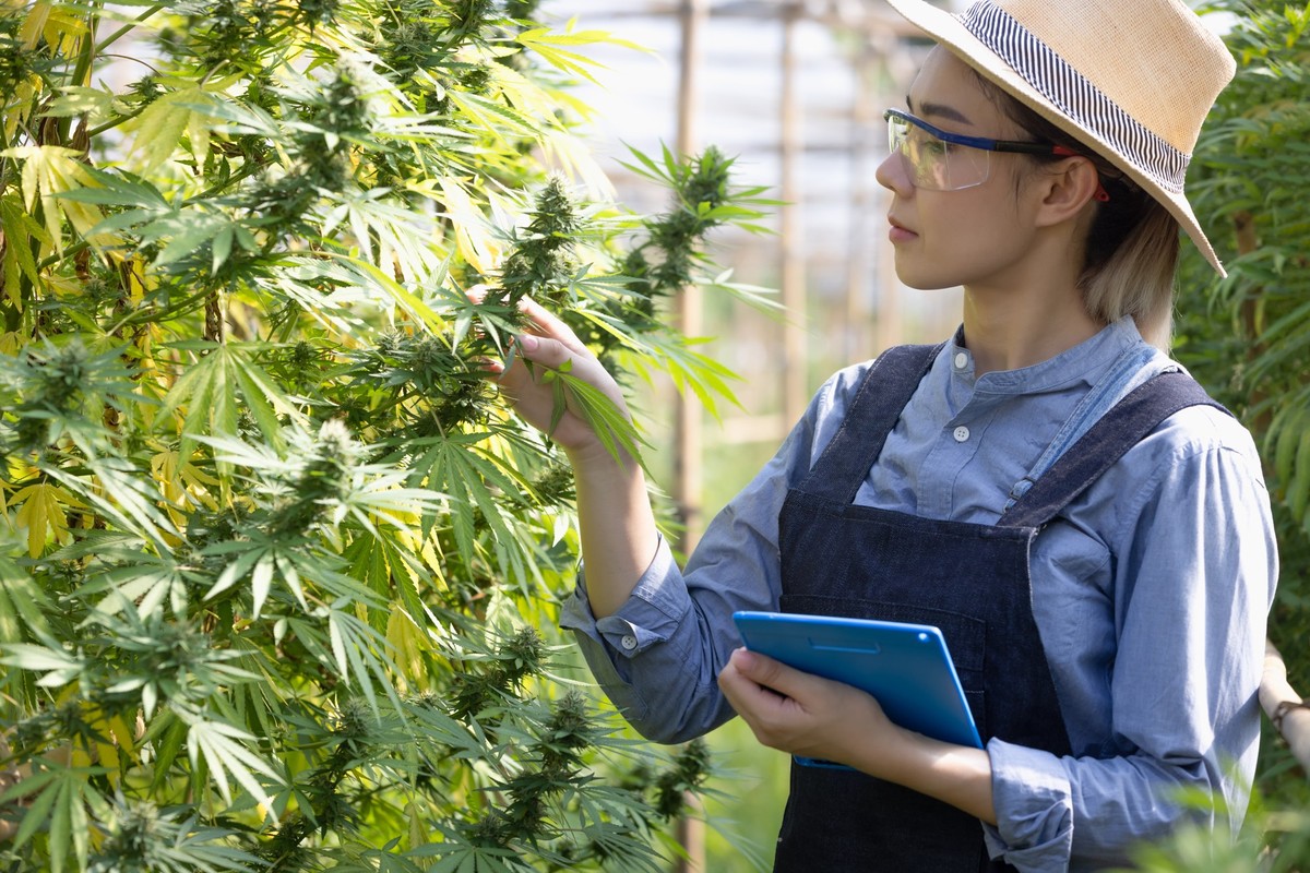 Marijuana farmer touches plants as he walks through farm, Concept of Cannabis Cultivation and Hemp Oil Research for use in medicine.