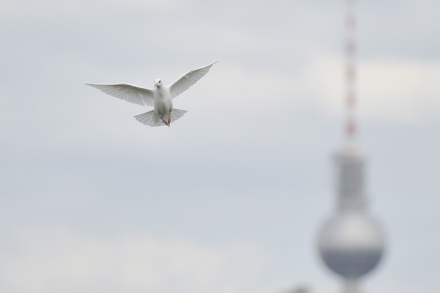 ARCHIV - Wiederholung vom 10.02.2023 - Eine weiße Taube über Berlin. Bei weissen Tauben handelt es sich häufig um verirrte Hochzeitstauben. Foto: Klaus-Dietmar Gabbert/dpa/dpa-tmn - Honorarfrei nur fü ...