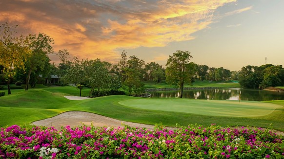 Bougainvillea in full bloom on the golf course