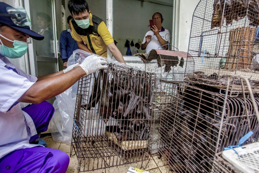 FILE - In this Saturday, March 14, 2020 file photo, health officials inspect bats to be confiscated and culled in the wake of coronavirus outbreak at a live animal market in Solo, Central Java, Indone ...
