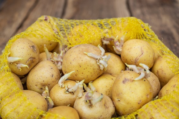 Keime oder grüne Stellen an der Kartoffel sollten vor dem Kochen entfernt werden. Das enthaltene Solanin kann gefährlich für den Menschen sein. Sind die Triebe zu groß, sollten die Knollen besser nich ...