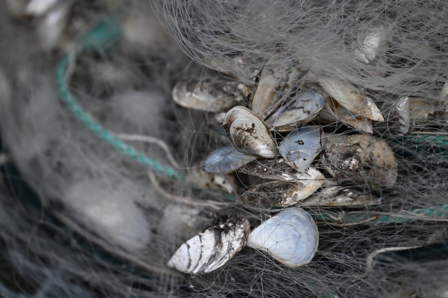 PRODUKTION - 03.08.2023, Baden-Württemberg, Langenargen: Quagga-Muscheln hängen in einem Fischernetz am Bodensee fest. (zu dpa: «Verstopfte Leitungen: Wasserwerke am Bodensee bekämpfen Quagga-Muschel» ...