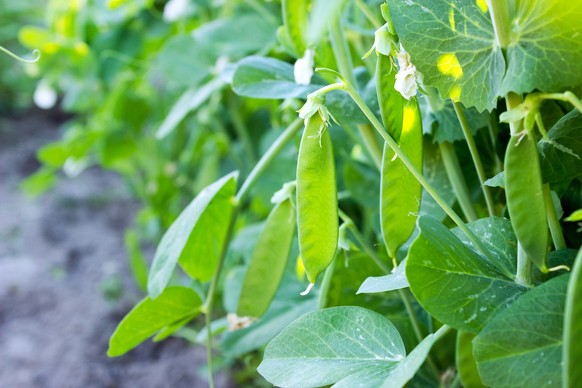 Young peas on the bush