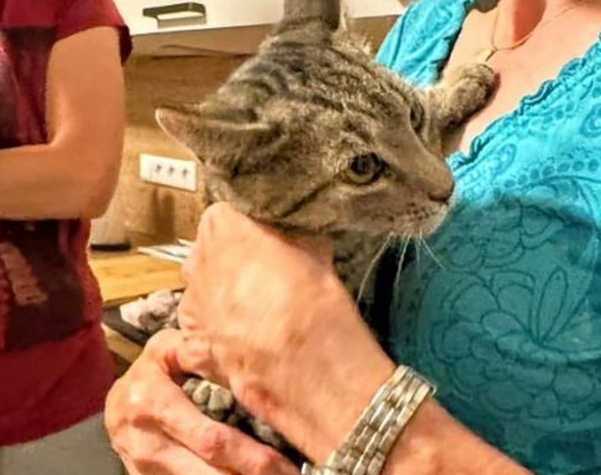 Katzenbaby Leo schrie stundenlang um Hilfe.