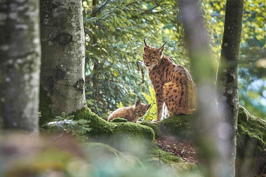 Luchsmutter mit Baby im Nationalpark Bayerischer Wald / Deutschland