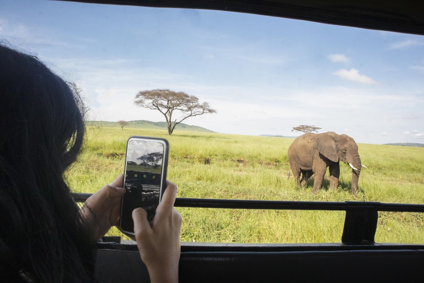 Safari, Adventure, Photographing, Travel, Using phone