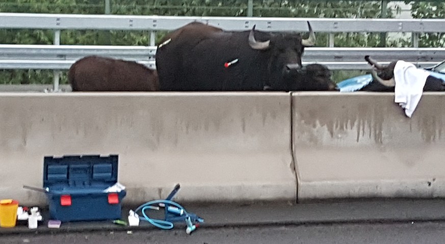 Wie kamen diese 5 Wasserbüffel am Montag auf die A3? Jetzt wissen wir es