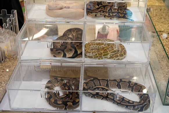 Many different types of snakes are sold in clear acrylic boxes.
