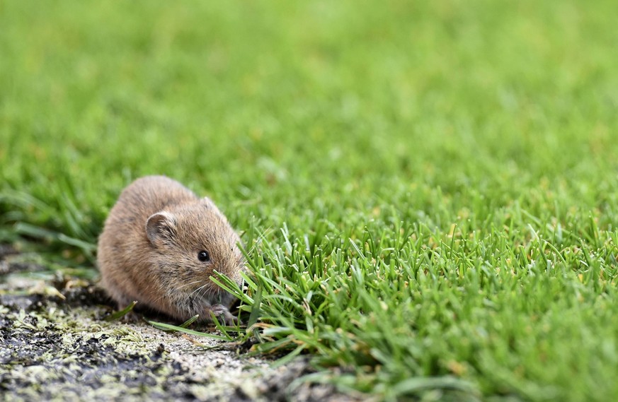 Maus Waldmaus Apodemus sylvaticus nagt gen