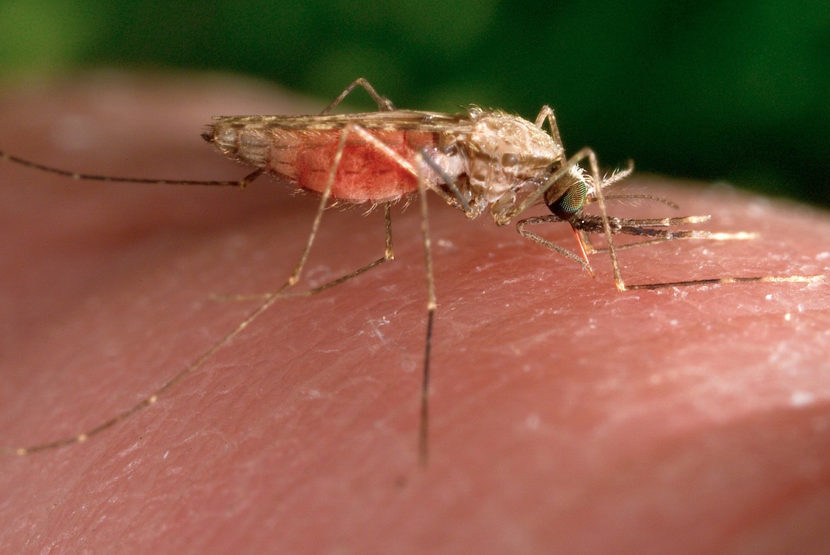 FILE - This 2014 photo made available by the U.S. Centers for Disease Control and Prevention shows a feeding female Anopheles gambiae mosquito, known vector for the parasitic disease malaria. (James G ...