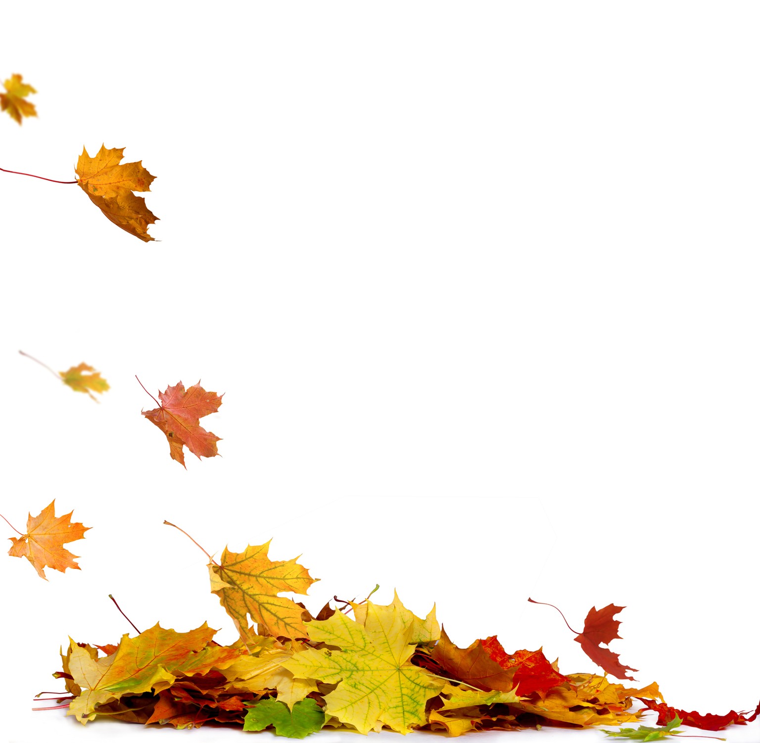 Pile of autumn colored leaves isolated on white background.A heap of different maple dry leaf .Red and colorful foliage colors in the fall season Pile of autumn colored leaves isolated on white backgr ...